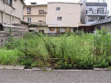 草刈り前