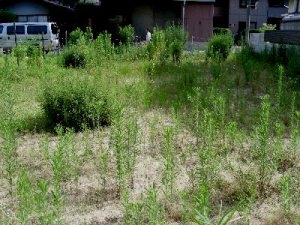 草刈り前 草刈り前